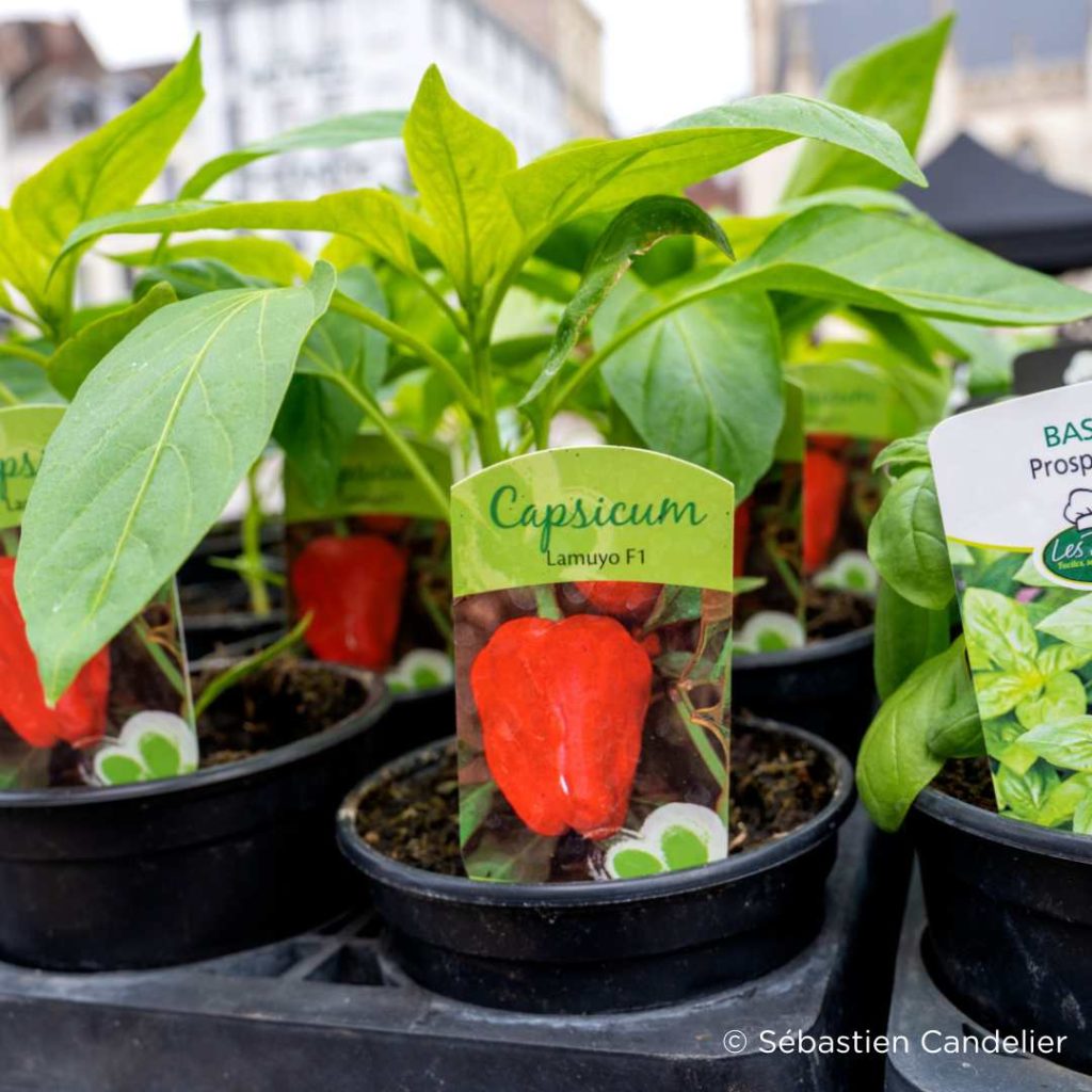 exposant_plantes_marche_de_printemps_roubaix_2023